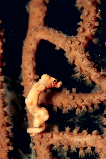 「ピグミーシーホース(Pygmy Seahorse)」のサムネイル画像