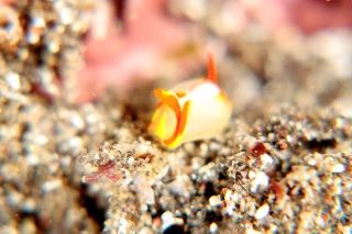 「シフォプテロン・クアドリスピノーサム」のサムネイル画像