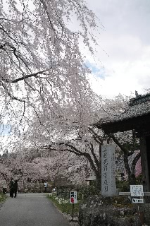 「ヤエシダレザクラ(八重しだれ桜)」のサムネイル画像