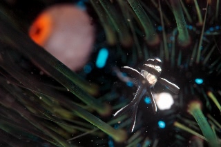 「アマノガワテンジクダイ(バンガイ・カーディナルフィッシュ,banggai cardinalfish)」のサムネイル画像