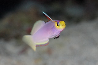 「シコンハタタテハゼ(ヘルフリッチ)」のサムネイル画像