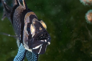 「アマノガワテンジクダイ(バンガイ・カーディナルフィッシュ,banggai cardinalfish)」のサムネイル画像