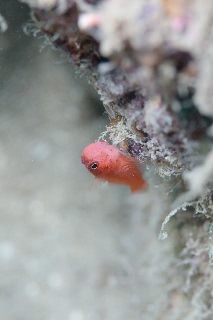 「無題」のサムネイル画像