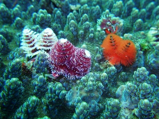 「イバラカンザシ(Christmas tree worm)」のサムネイル画像