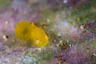 「スナビクニン」のサムネイル画像