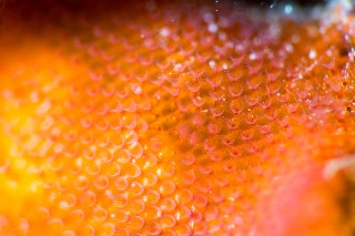 「コケムシの仲間」のサムネイル画像