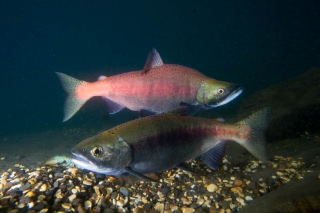 「ヒメマス」のサムネイル画像