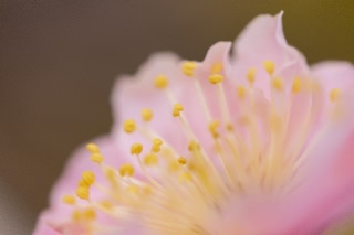 「ウメ」のサムネイル画像