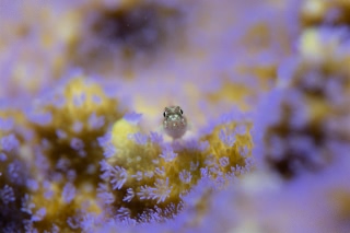 「無題」のサムネイル画像