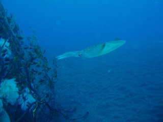 「アオリイカ(Bigfin Reef Squid)」のサムネイル画像