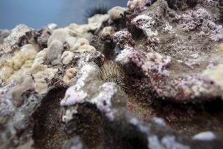 「ホンナガウニ」のサムネイル画像