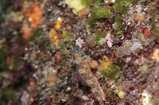 「ヒメギンポ」のサムネイル画像