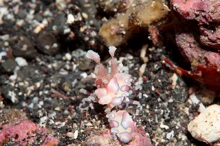 「フリソデエビ(Harlequin shrimp)」のサムネイル画像