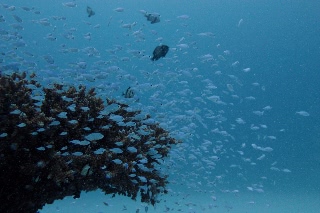 「無題」のサムネイル画像