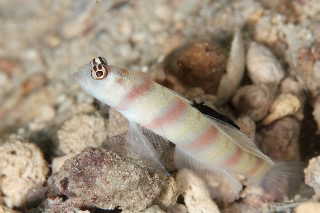 「ヒメダテハゼ」のサムネイル画像