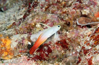 「ハタタテハゼ(Red fire Goby)」のサムネイル画像