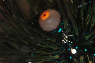 「アマノガワテンジクダイ(バンガイ・カーディナルフィッシュ,banggai cardinalfish)」のサムネイル画像