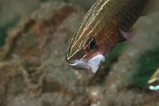 「silver lined cardinalfish(Hartzfeld's cardinalfish,ハーツフェルドズカーディナルフィッシュ)」のサムネイル画像