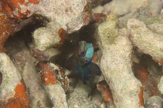 「ニシキテグリ(Mandarin Fish)」のサムネイル画像