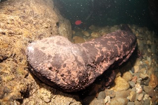 「オオサンショウウオ(ハンザキ,Japanese giant salamander,JGS)」のサムネイル画像