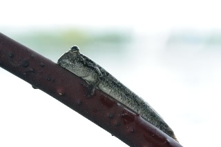 「トビハゼ(Shuttles hoppfish)」のサムネイル画像