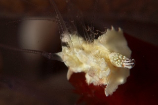 「エリマキテナガエビ(コロールアネモネシュリンプ,korore anemone shrimp)」のサムネイル画像