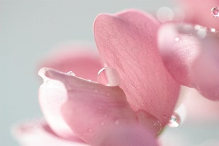 「ルーピン（ルピナス）・ラッセル・ミックス(Lupin)」のサムネイル画像