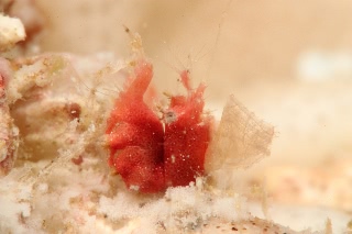 「オリヅルエビ」のサムネイル画像