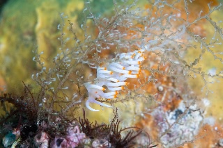 「無題」のサムネイル画像