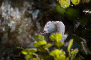 「コールマンズピグミーシーホース(Coleman's pygmy seahorse)」のサムネイル画像