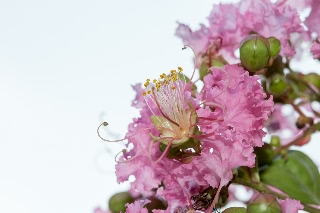 「アブラゼミ」のサムネイル画像