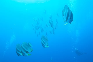 「アカククリ(Long finned batfish,Dusky batfish)」のサムネイル画像