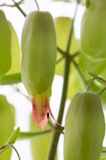 「セイロンベンケイ(はからめ,葉から芽,マザーリーフ)」のサムネイル画像