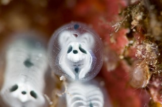 「骸骨ボヤ」のサムネイル画像