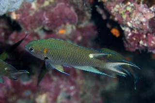 「クロリボンスズメダイ」のサムネイル画像