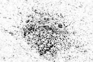 「ヒラメの仲間」のサムネイル画像