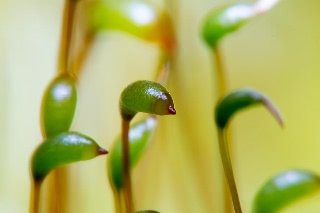 「コケの仲間」のサムネイル画像