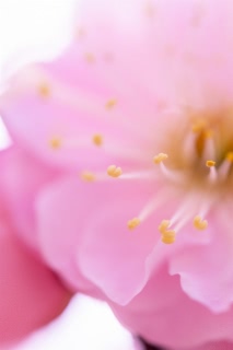 「ウメ」のサムネイル画像