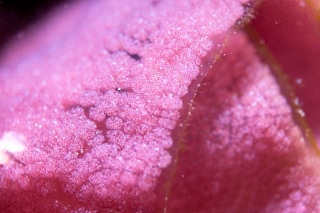 「ミカドウミウシ(Spanish Dancer)」のサムネイル画像