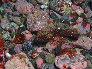 「カサゴの仲間」のサムネイル画像