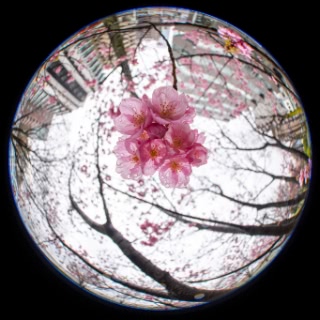 「ヨコハマヒザクラ(横浜緋桜)」のサムネイル画像