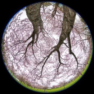 「オオヤマザクラ(エゾヤマザクラ,ベニヤマザクラ)」のサムネイル画像