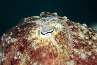 「コブシメ(Giant cuttlefish)」のサムネイル画像