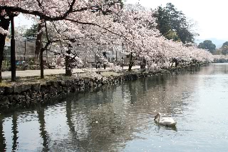 「ソメイヨシノ(染井吉野)」のサムネイル画像