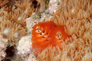 「イバラカンザシ(Christmas tree worm)」のサムネイル画像
