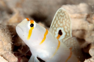 「ニチリンダテハゼ(Randall's prawn-goby)」のサムネイル画像