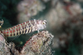 「segment blenny(セグメントブレニー)」のサムネイル画像