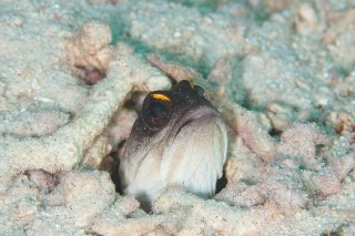 「ゴールドスペックジョーフィッシュ(gold-specs jawfish)」のサムネイル画像