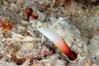 「ハタタテハゼ(Red fire Goby)」のサムネイル画像