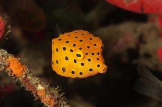 「ミナミハコフグ」のサムネイル画像